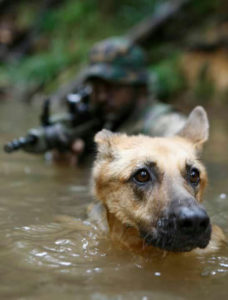 Navy seal Malinois dog keeping america safe psdkennels.com 02