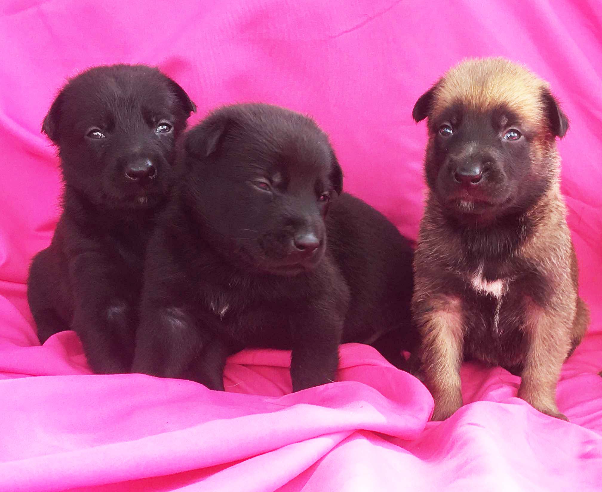 PSD Kennels Malinois female puppies for sale 01 PSD Kennels