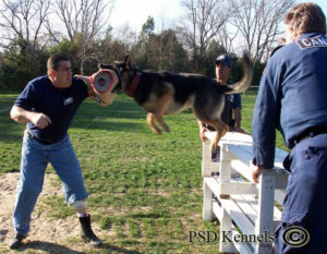 Jaime Gascon Taking Bites and training dogs at PSD Kennels