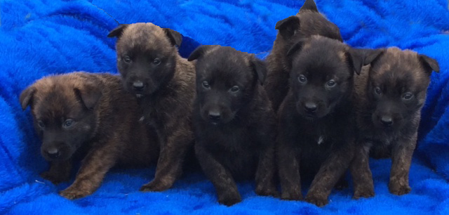Dutch Shepherd Psd Kennels Group Psd Kennels