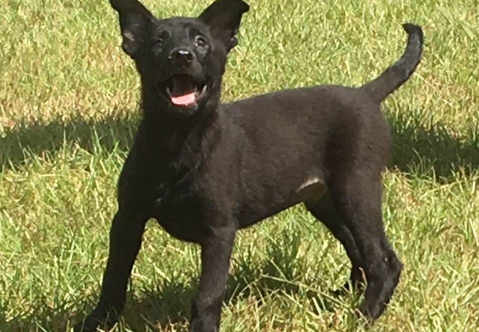 PSD Kennels puppy