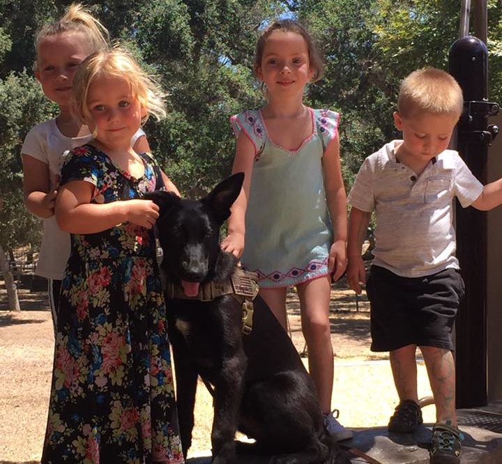 PSD Malinois puppy review