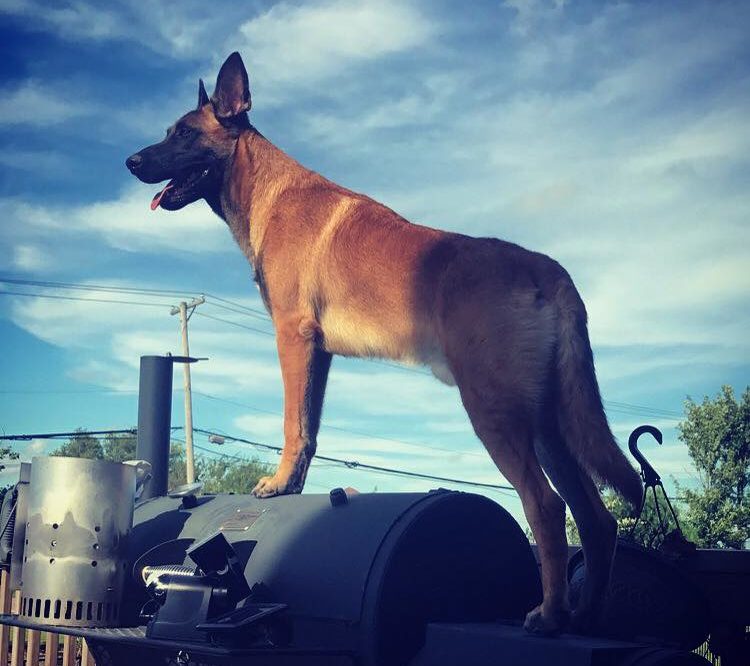 PSD Belgian Malinois review and update