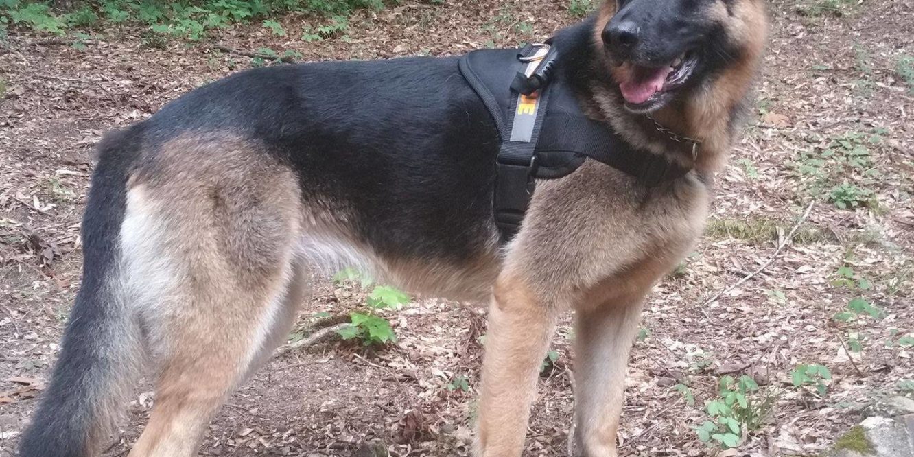 dog training review of PSD Kennels in Poplarville Ms