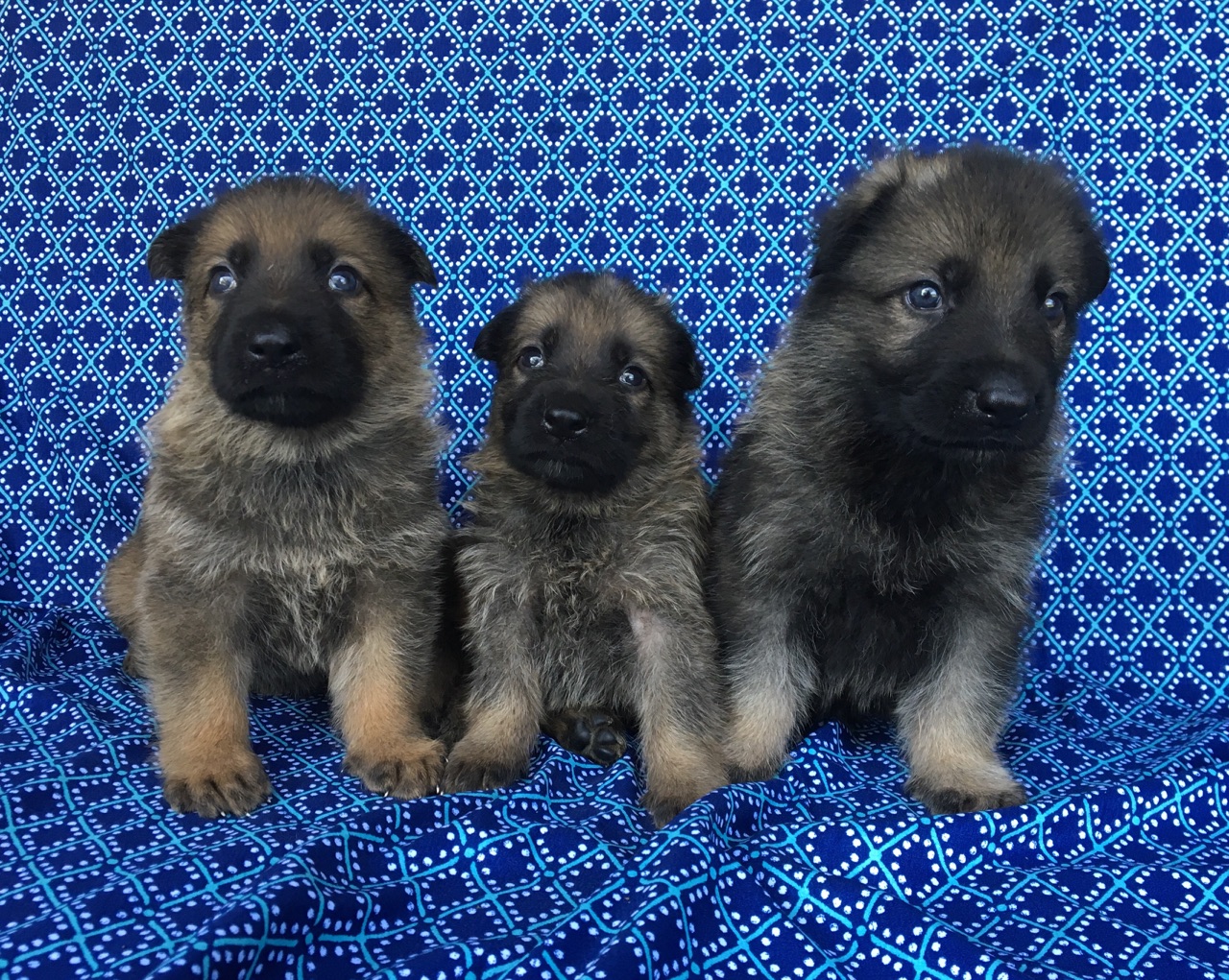 German Shepherd Puppies for sale Poplarville Mississippi PSD Kennels